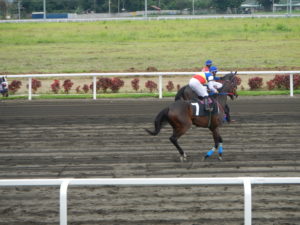 Horse Race Rider