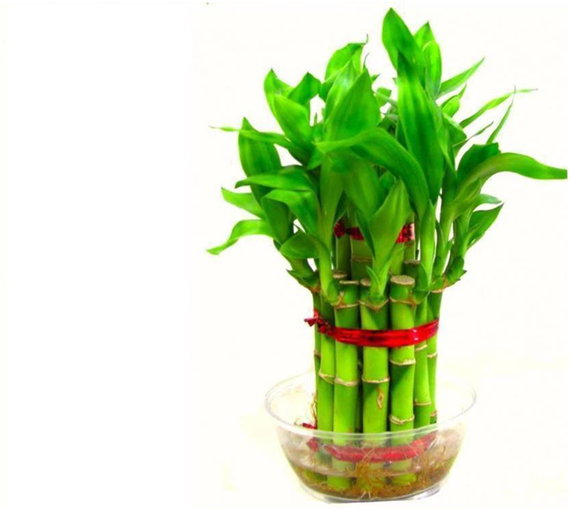 Bamboo plant